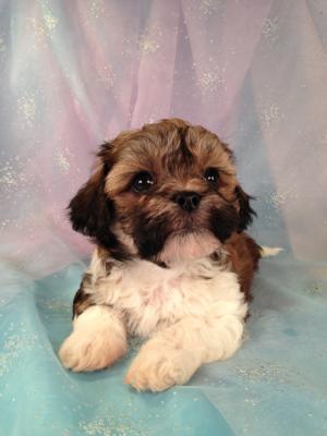 Female Teddy bear Puppy for sale #5 Born March 21st 2013|Teddy bears for sale in Wisconsin and Illinois usually cost More!